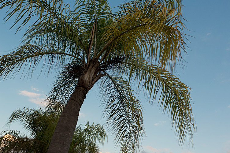 Close up shot of a palm tree outside our family friendly resort in Kissimmee, FL with clear blue skies in the background